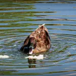 Parco Ducale di Parma, avanti i lavori: Peschiera e Fontana del Trianon pronte entro giugno 2026