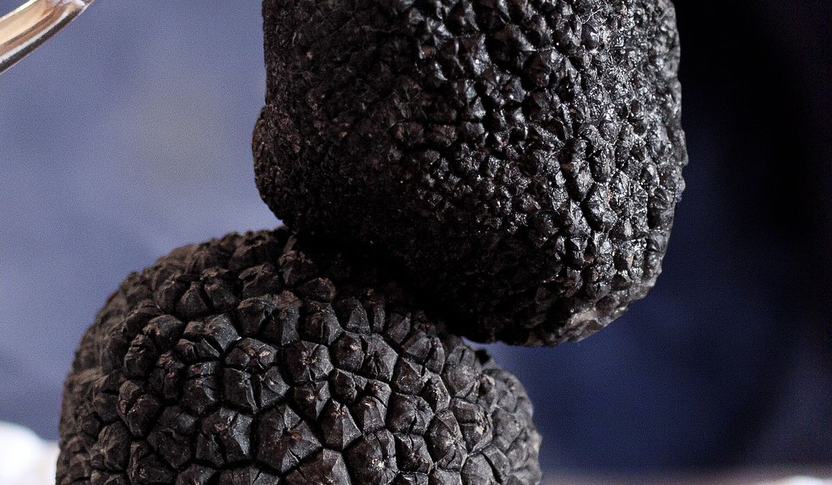 Emilia-Romagna, 30mila euro per tutelare gli ambienti del tartufo e coinvolgere le scuole