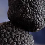 Emilia-Romagna, 30mila euro per tutelare gli ambienti del tartufo e coinvolgere le scuole