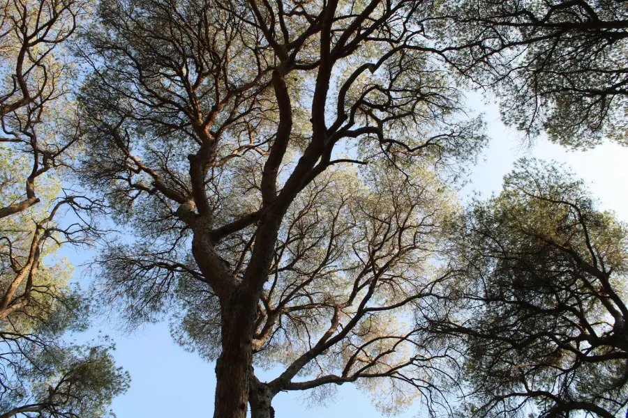 Parma, 1.841 nuovi alberi e parchi riqualificati nella strategia Città Verde