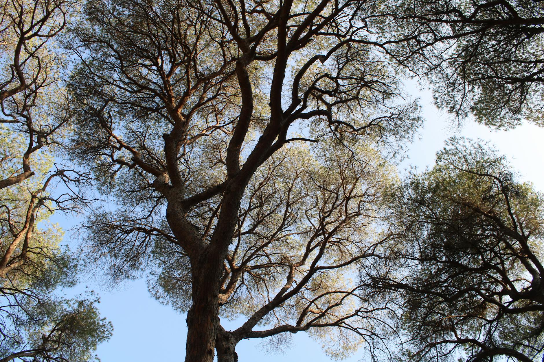 Parma, 1.841 nuovi alberi e parchi riqualificati nella strategia Città Verde