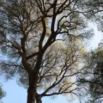 Parma, 1.841 nuovi alberi e parchi riqualificati nella strategia Città Verde