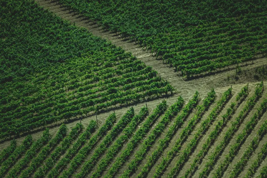 Confagricoltura Parma, Roberto Gelfi confermato presidente fino al 2028