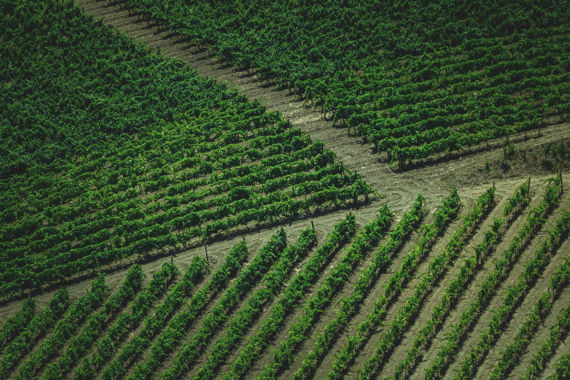 Confagricoltura Parma, Roberto Gelfi confermato presidente fino al 2028
