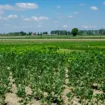 Biologico, 200mila euro ai distretti dell’Emilia-Romagna