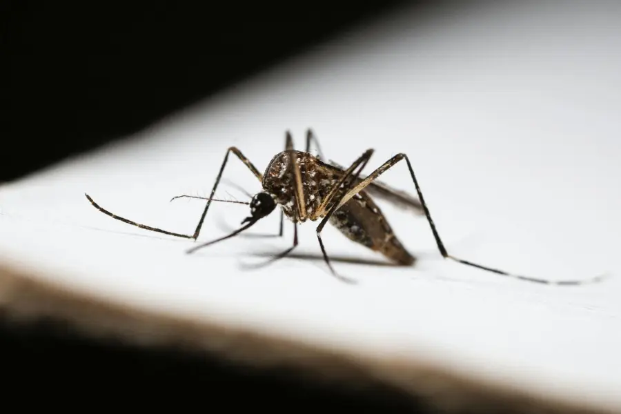 Parma, caso di dengue in una bambina: scatta la disinfestazione