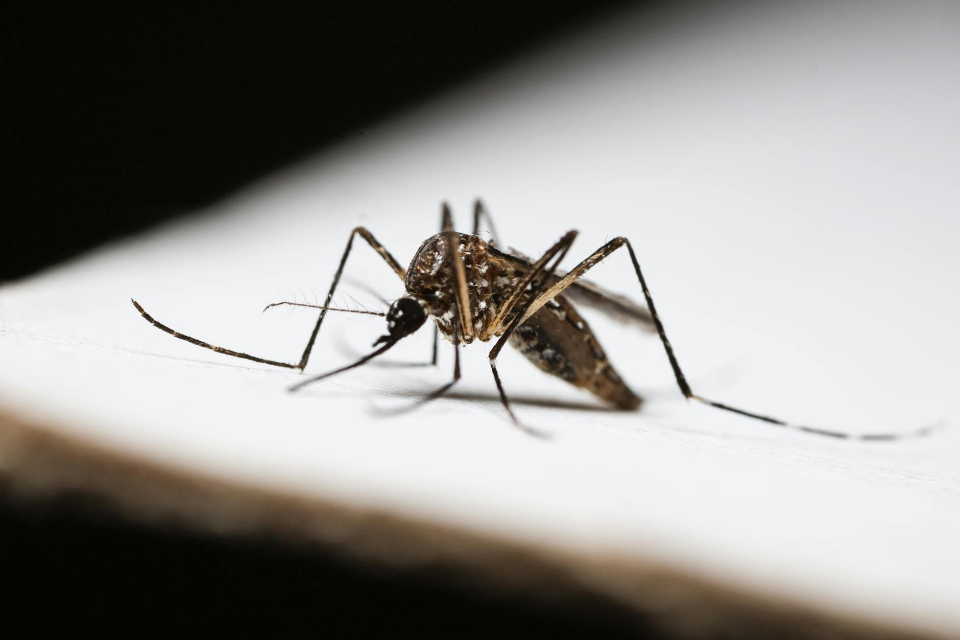 Parma, caso di dengue in una bambina: scatta la disinfestazione