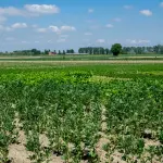 Parma unica in Emilia-Romagna con la Spiga Verde 2026