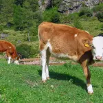 Emilia-Romagna, 35 milioni per il benessere animale