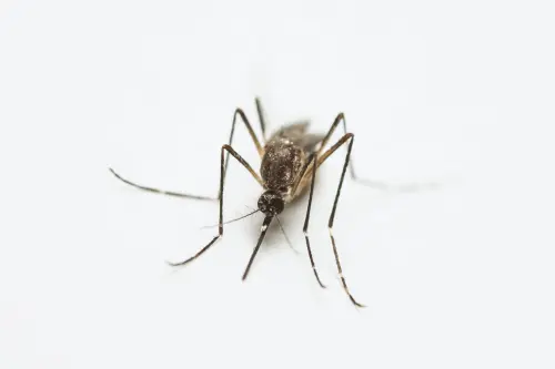 West Nile, zanzare positive a Brescello: misure anche a Parma