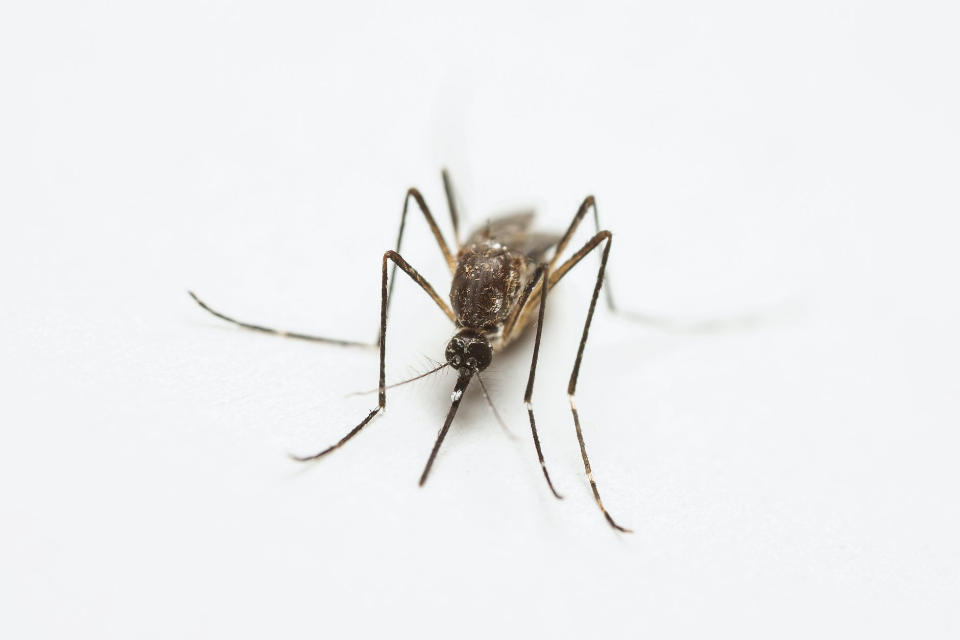 West Nile, zanzare positive a Brescello: misure anche a Parma