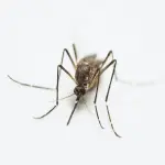 West Nile, zanzare positive a Brescello: misure anche a Parma