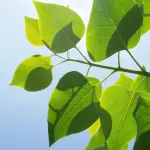 Green jobs e doppia transizione: Unioncamere Emilia-Romagna apre un focus su competenze e certificazioni