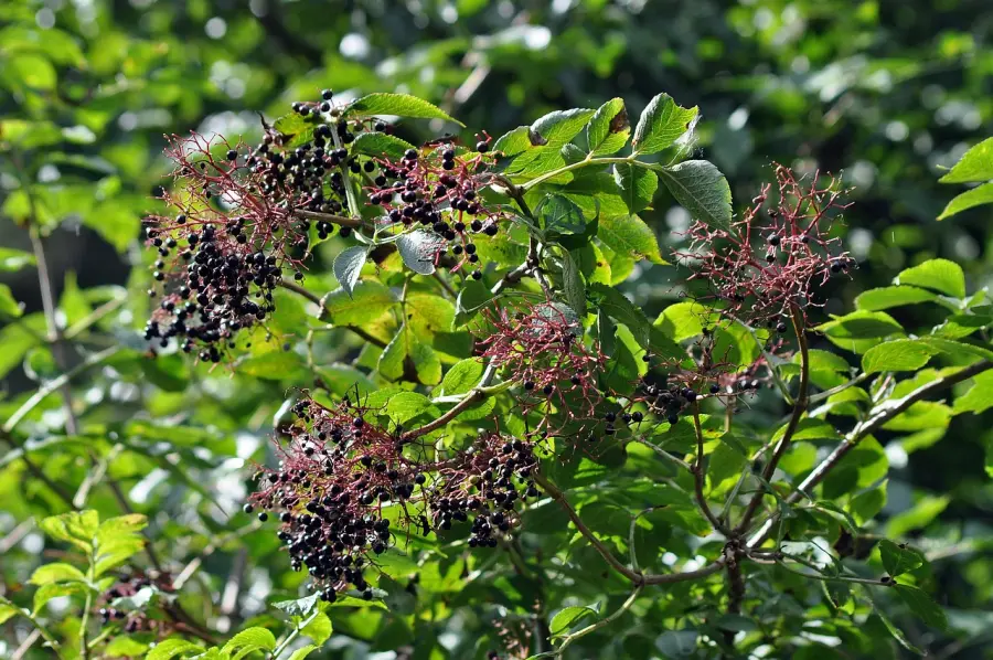 Parma, la cultura erboristica come sapere vivo: al via il quarto anno de “L’Erbario dell’Erborista”