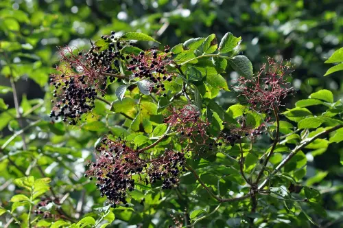 Parma, la cultura erboristica come sapere vivo: al via il quarto anno de “L’Erbario dell’Erborista”