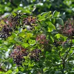 Parma, la cultura erboristica come sapere vivo: al via il quarto anno de “L’Erbario dell’Erborista”