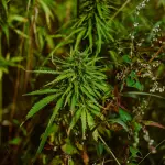 Parma, stretta su droga e criminalità diffusa: scoperto un laboratorio indoor di marijuana