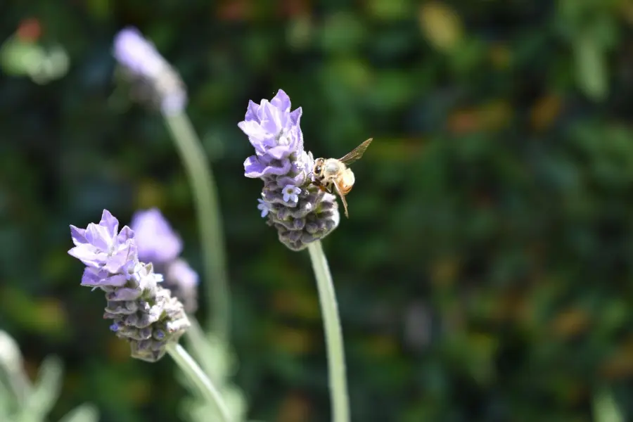 Parma rilancia “Pulizie di Primavera”: interventi straordinari su 70 chilometri di strade