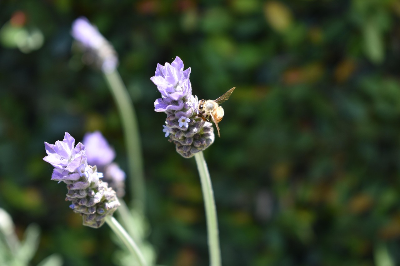 Parma rilancia “Pulizie di Primavera”: interventi straordinari su 70 chilometri di strade