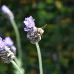 Parma rilancia “Pulizie di Primavera”: interventi straordinari su 70 chilometri di strade